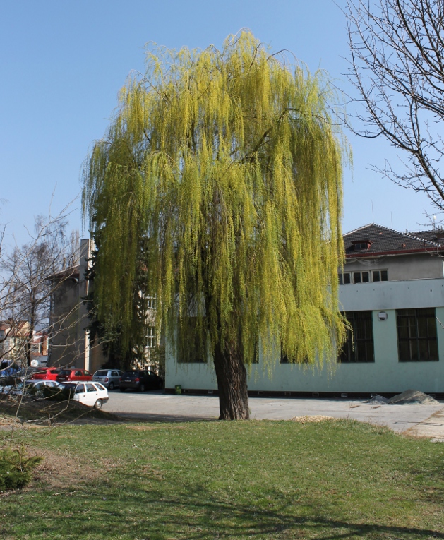 Salix (Willows)