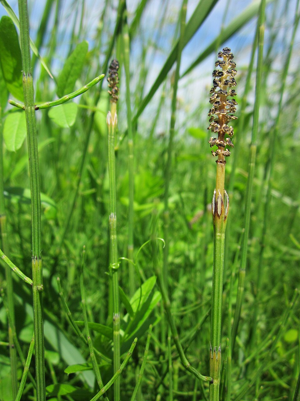 Equisetum palustre (marsh horsetail)