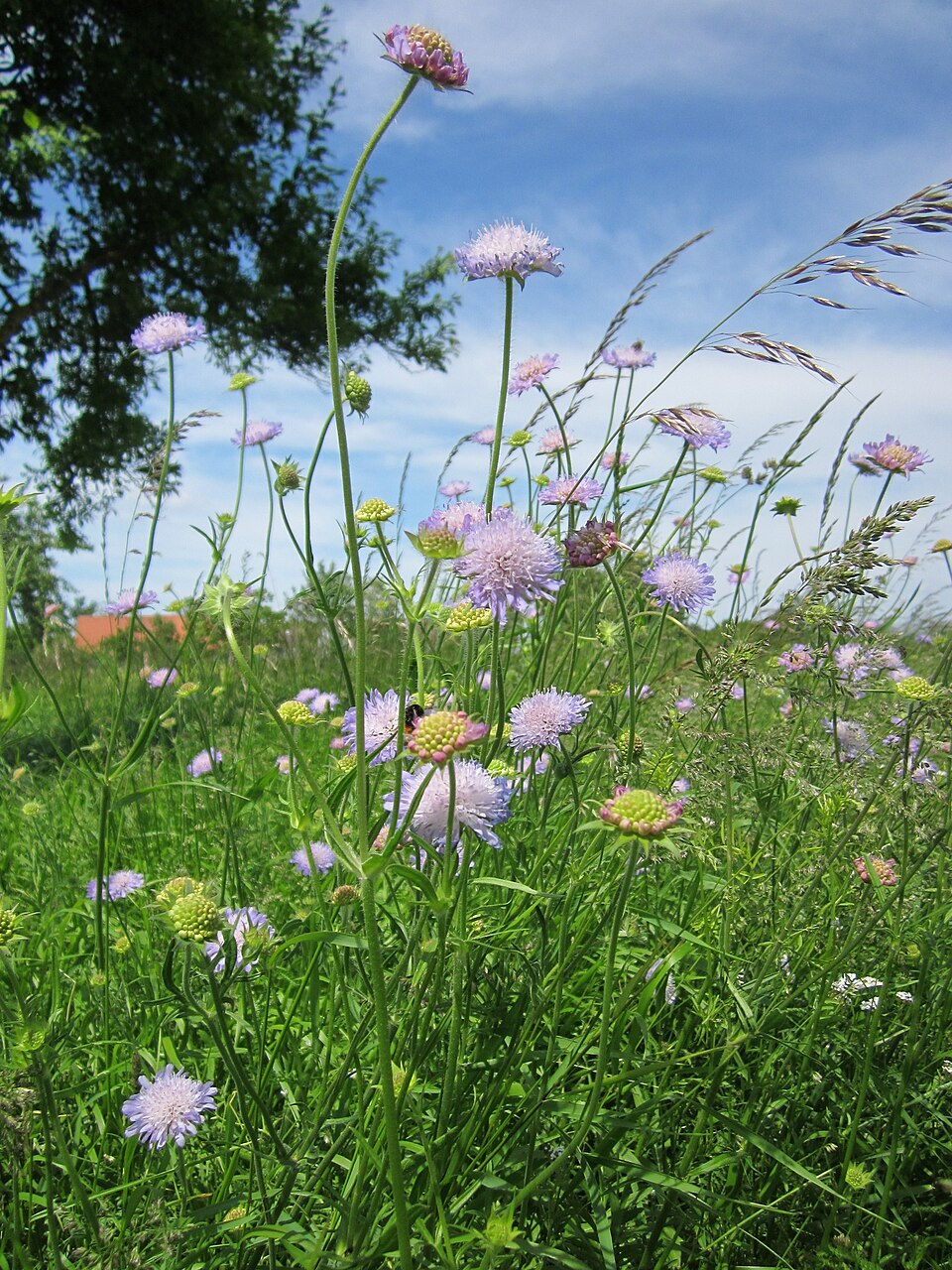 Knautia arvensis (Field Scabious)
