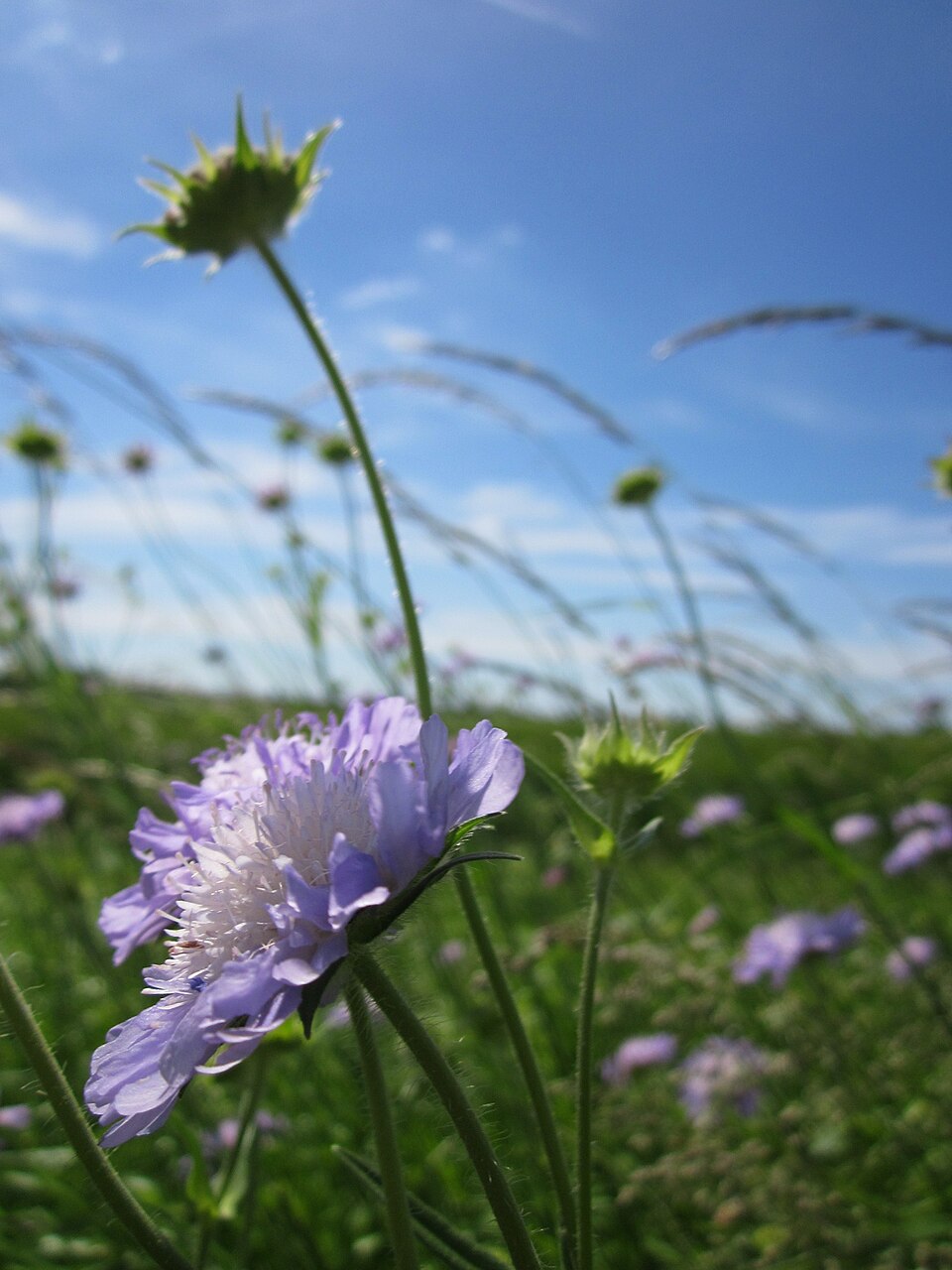 Knautia arvensis (Field Scabious)