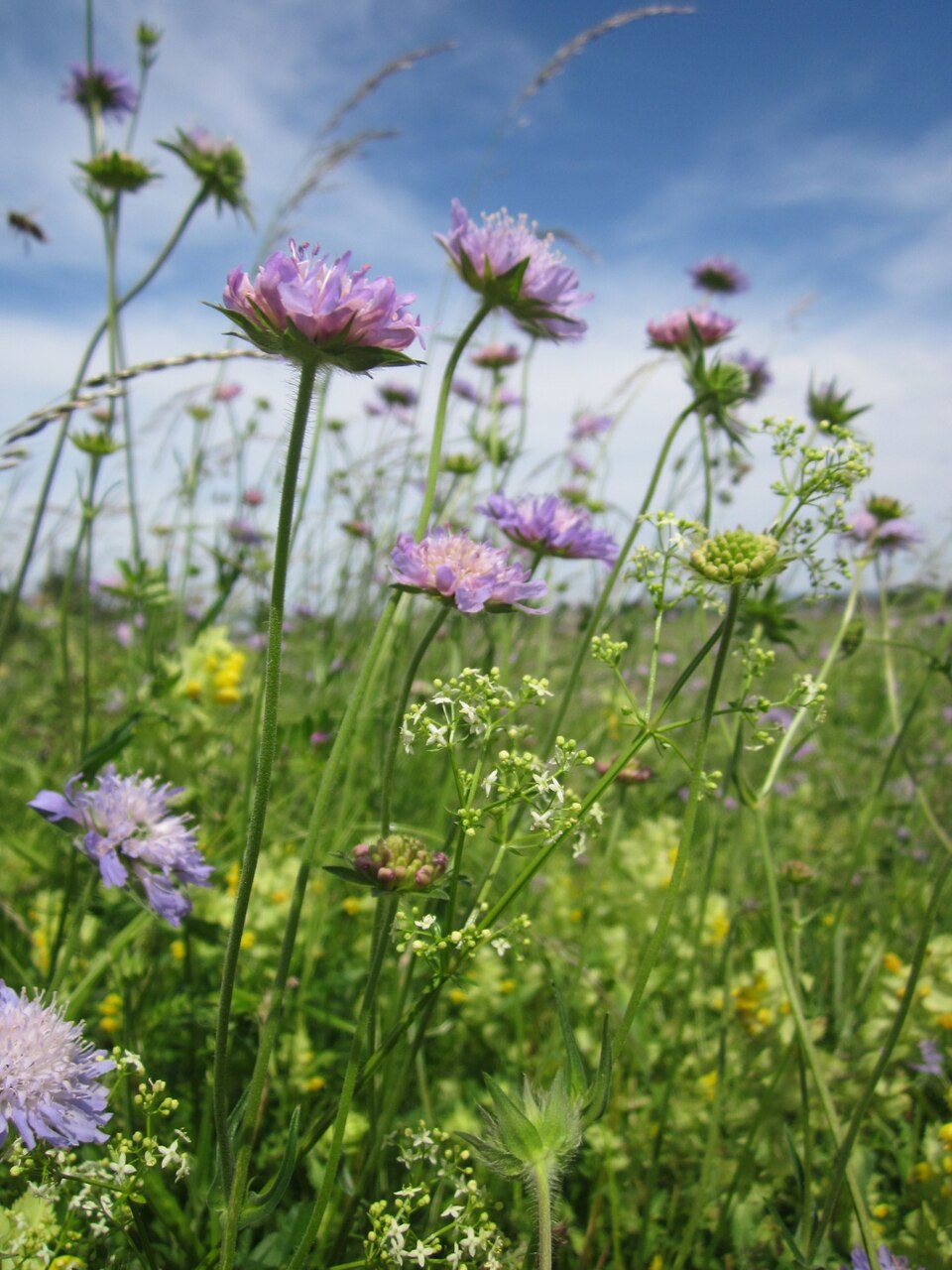 Knautia arvensis (Field Scabious)