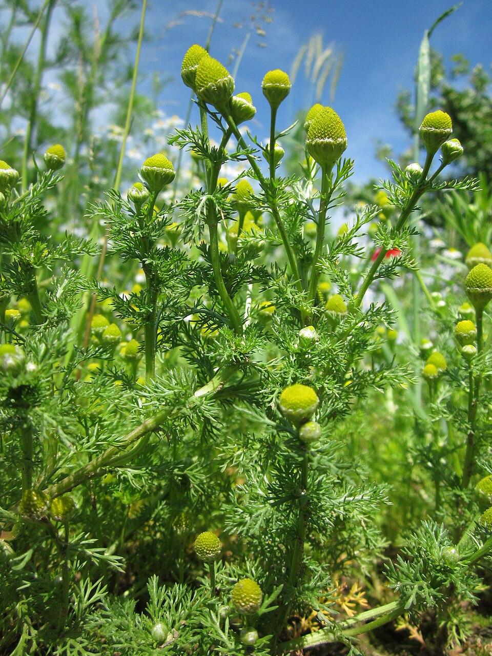 Matricaria discoidea (pineapple weed) (alternate view 10)