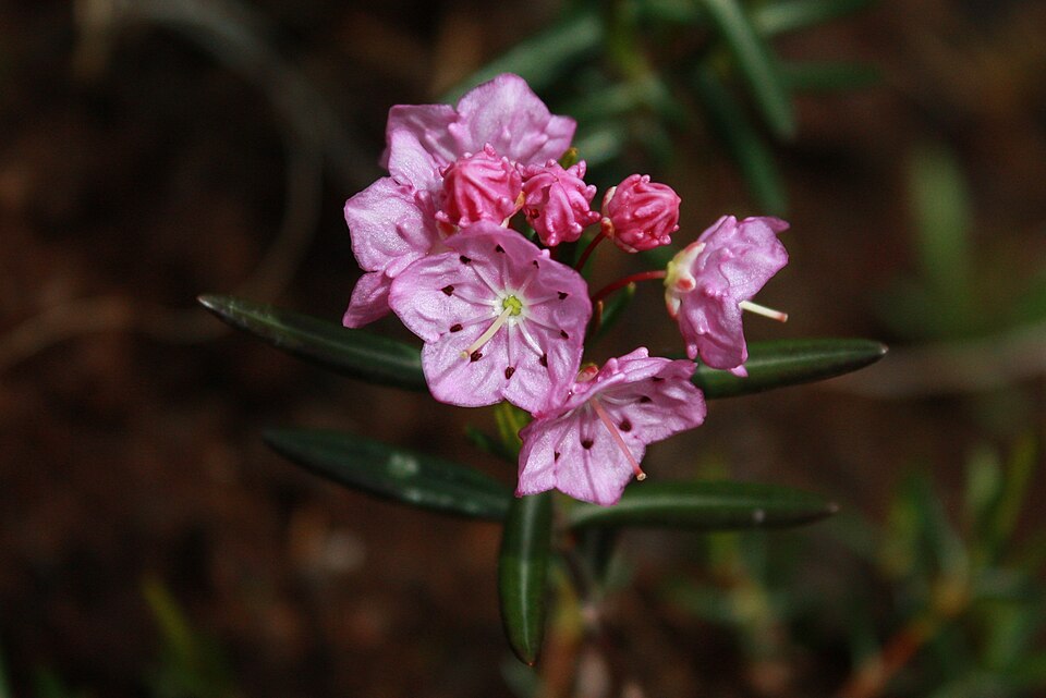 Kalmia polifolia (Bog Laurel) (alternate view 6)