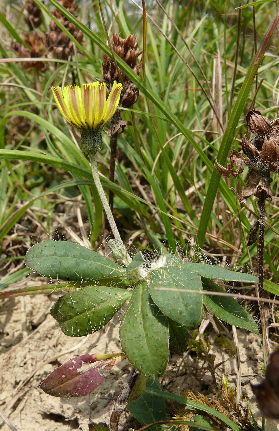 Pilosella officinarum (mouse-eared hawkweed)