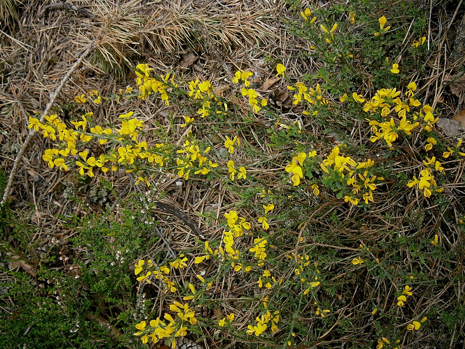 Genista pilosa (silkyleaf woadwaxen) (alternate view 9)