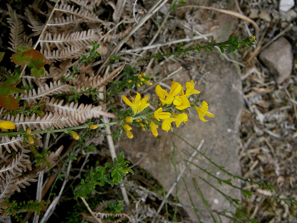 Genista pilosa (silkyleaf woadwaxen) (alternate view 10)