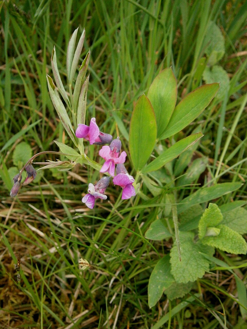 Lathyrus linifolius (Bitter Vetch)