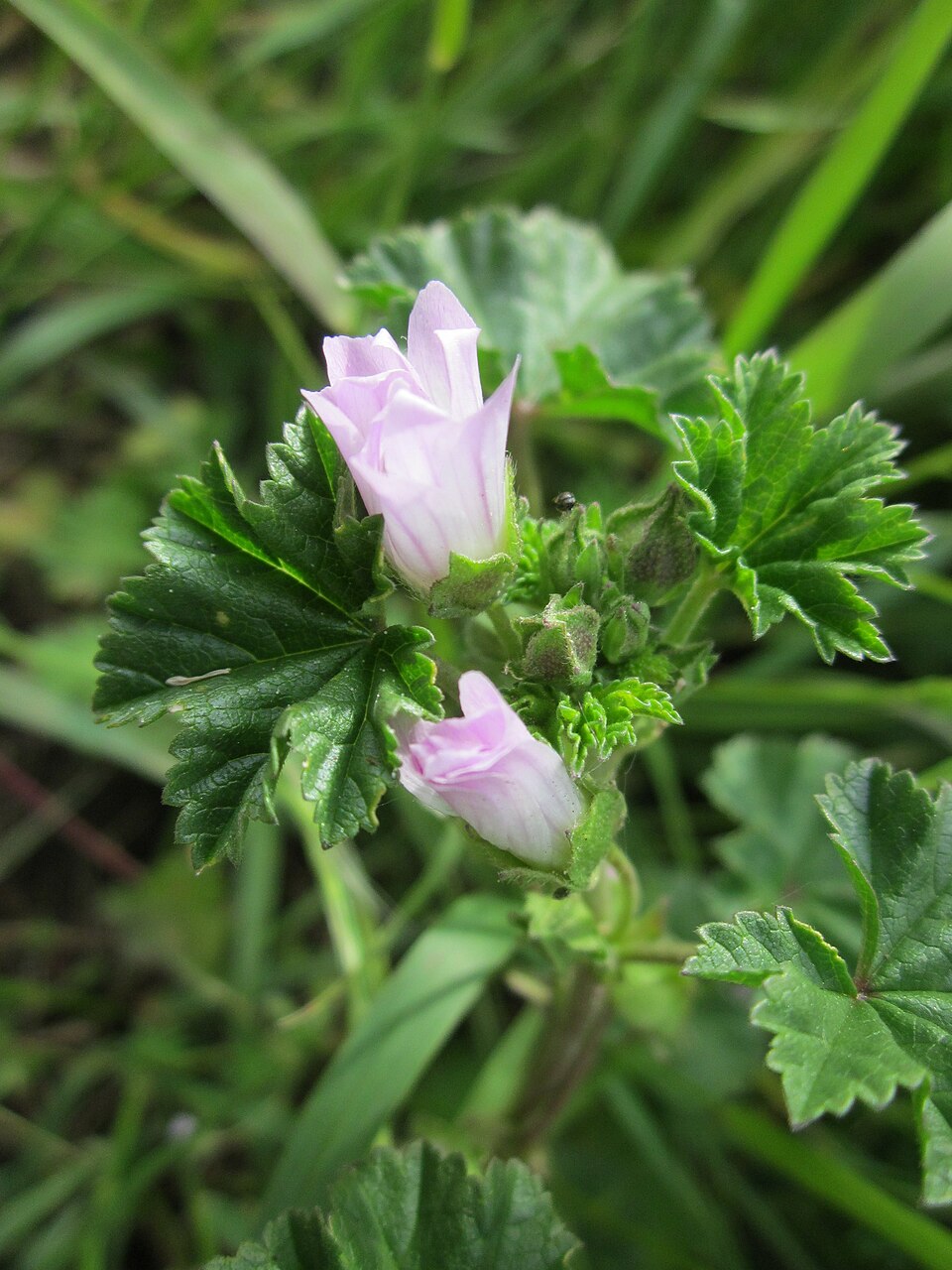 Malva neglecta (dwarf mallow, cheese plant) (alternate view 10)