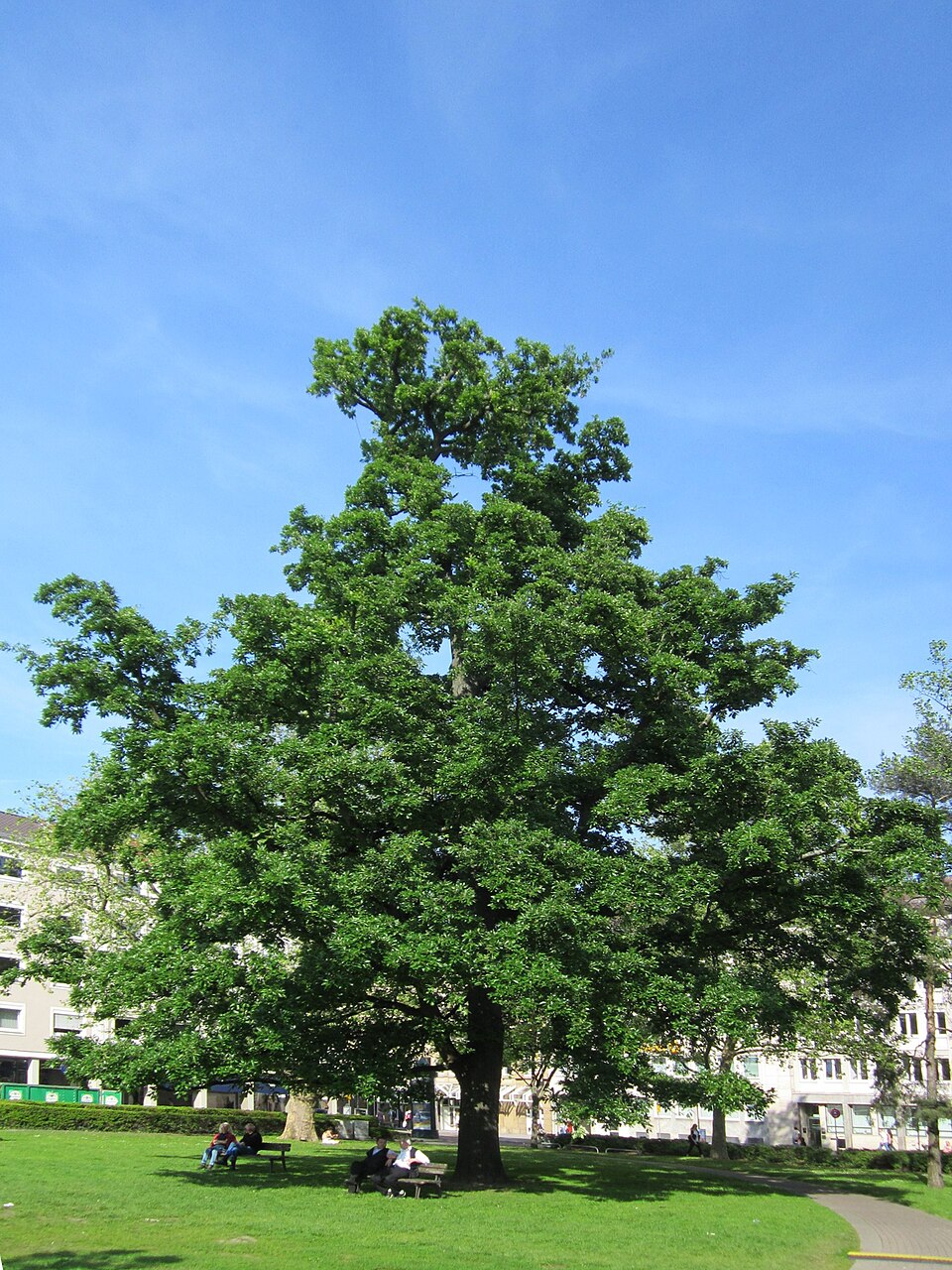 Quercus cerris (Turkey Oak)