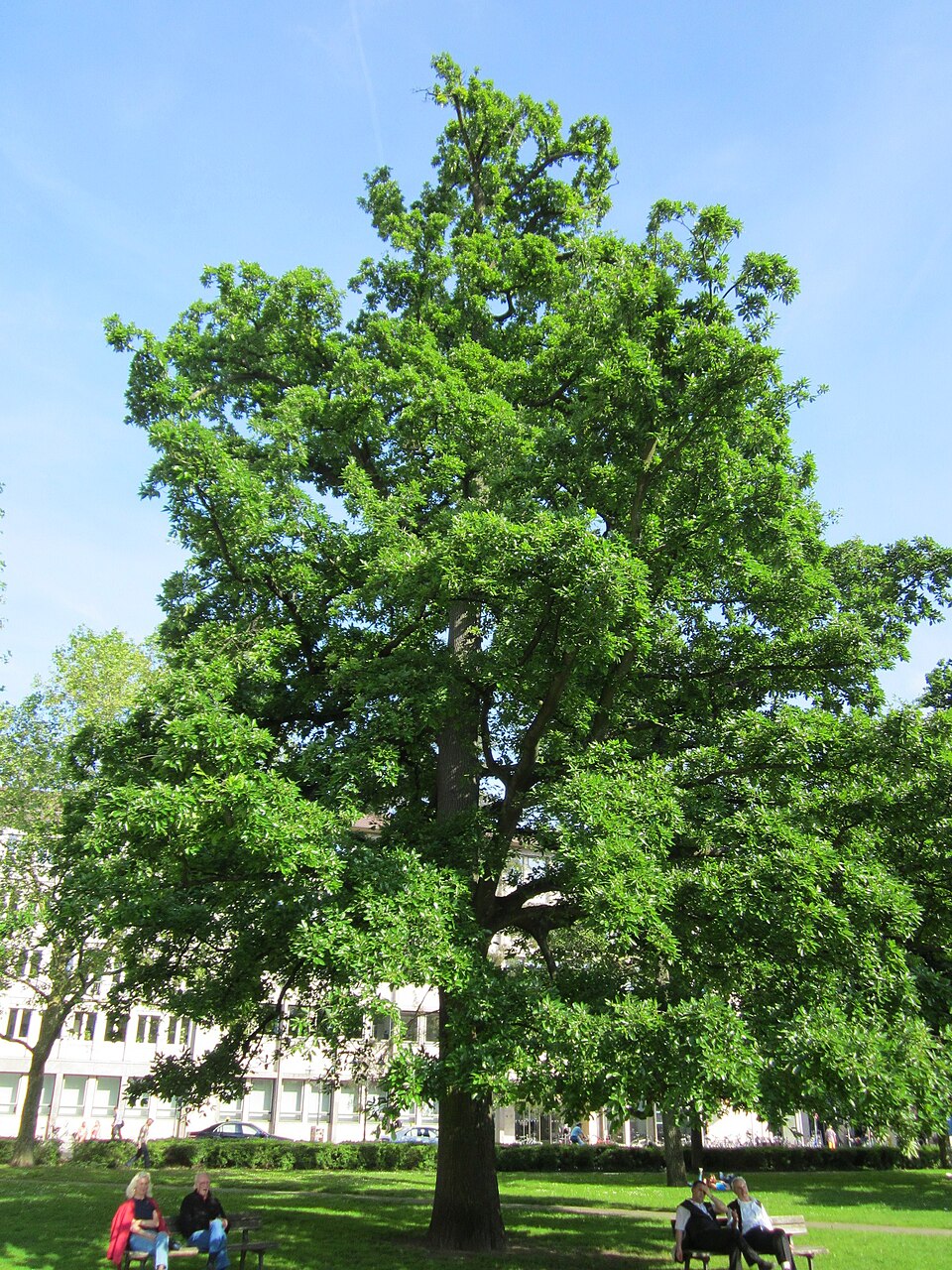Quercus cerris (Turkey Oak)
