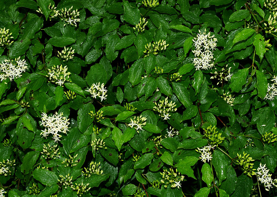 Cornus sanguinea (alternate view 9)