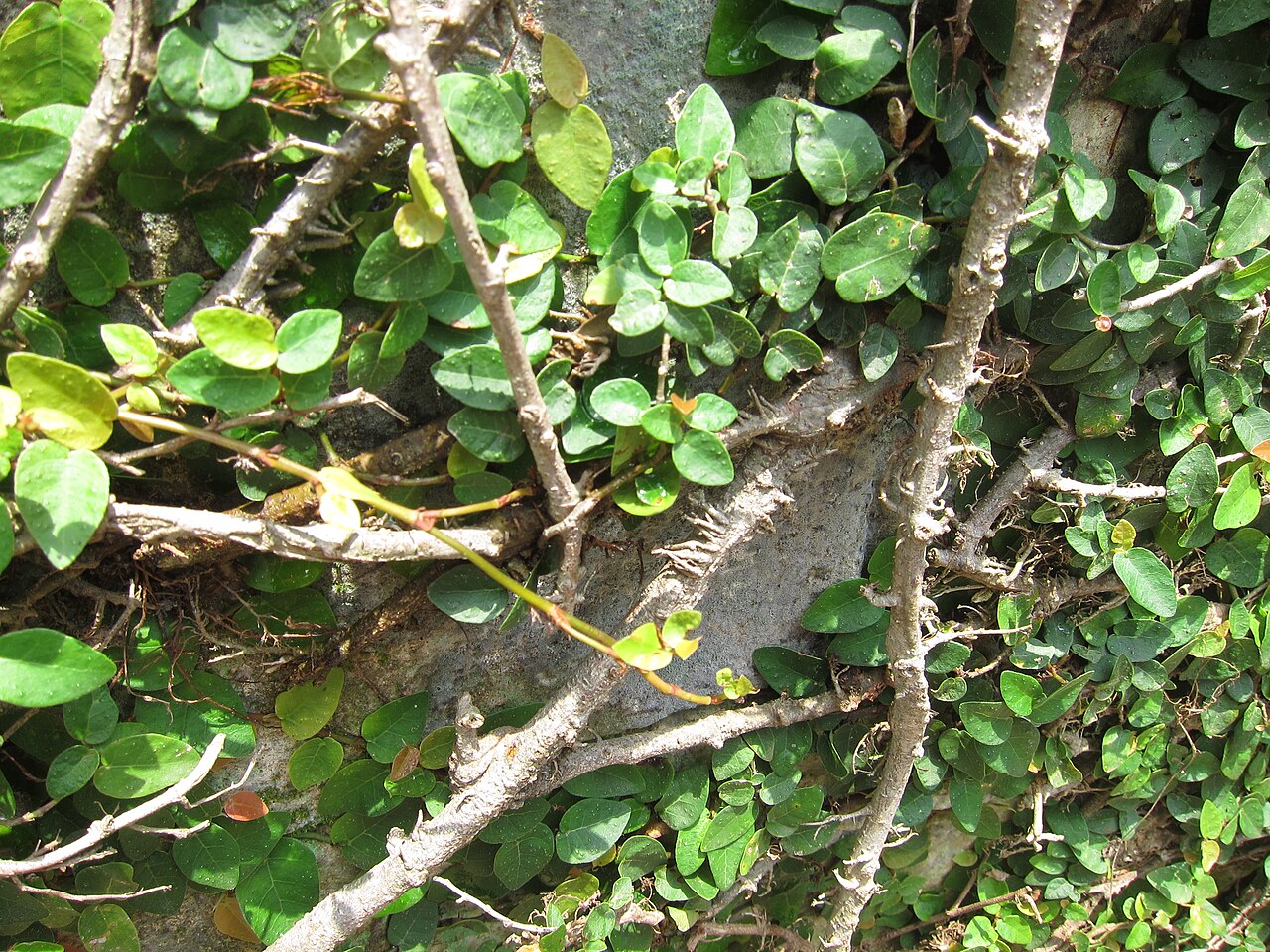 Ficus pumila, Creeping fig — climbing evergreen (Moraceae) (image 5 of 10)
