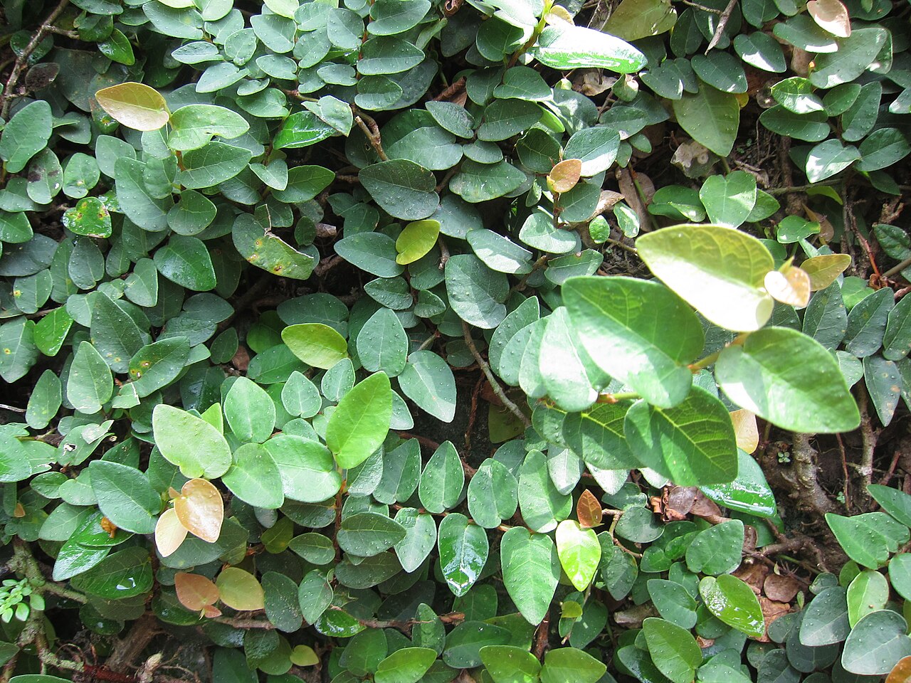 Ficus pumila, Creeping fig — climbing evergreen (Moraceae) (image 6 of 10)