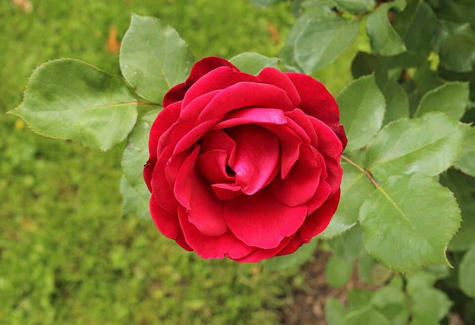 Rosa 'Don Juan' (Don Juan Rose)