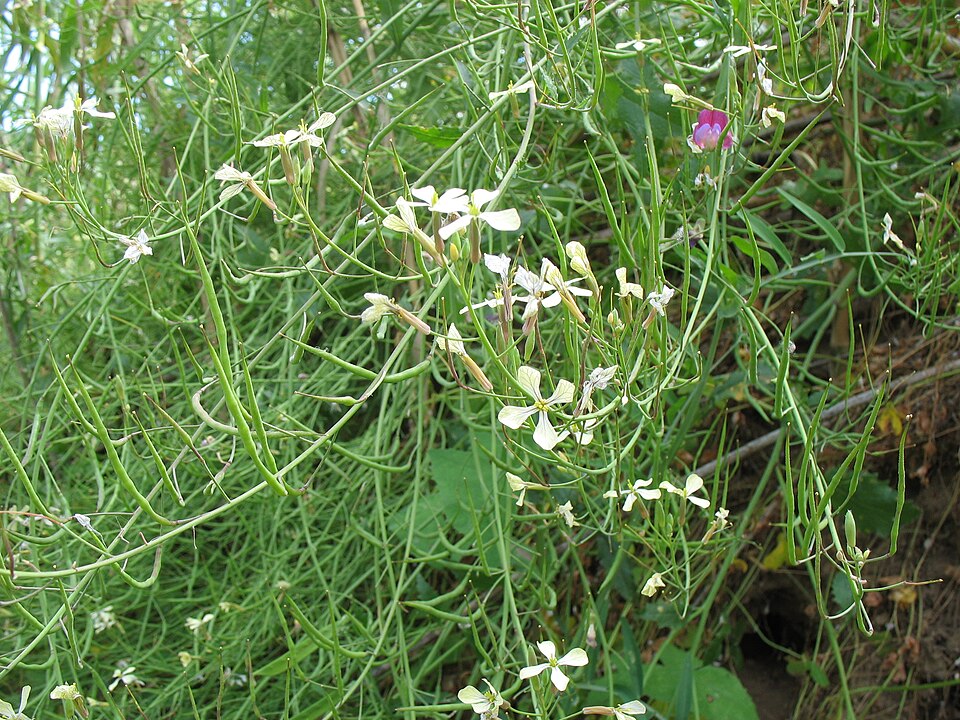 Raphanus raphanistrum (Wild radish)