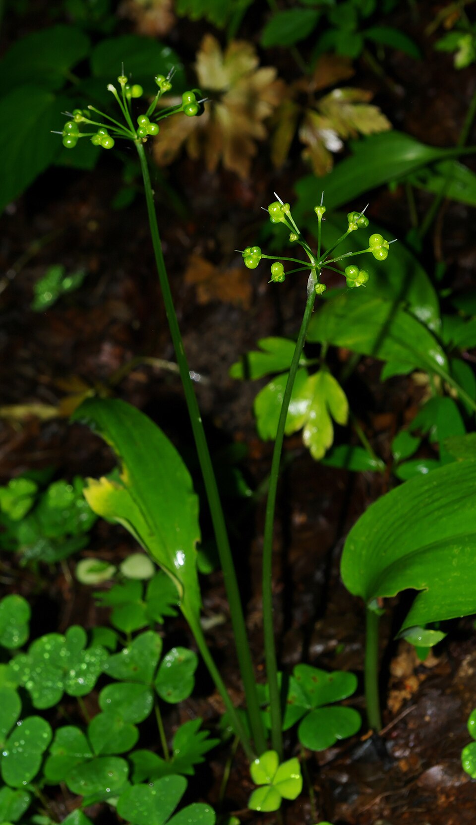 Allium ursinum (Ramsons)