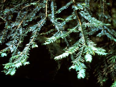 Taxus brevifolia (Pacific yew) (alternate view 4)