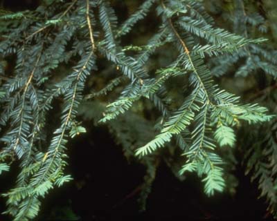 Taxus brevifolia (Pacific yew) (alternate view 5)