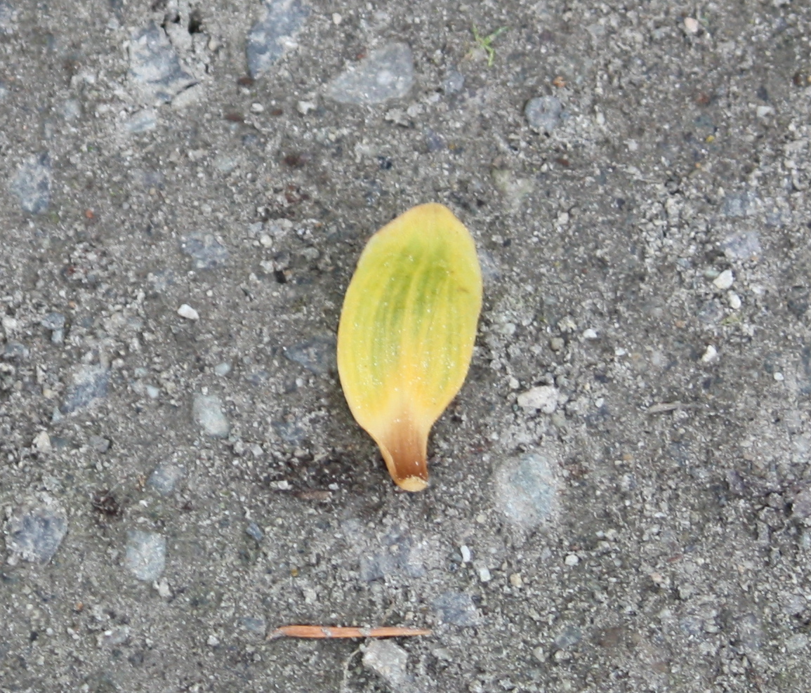 Liriodendron chinense, Chinese tulip tree — upright deciduous (Magnoliaceae) (image 5 of 8)