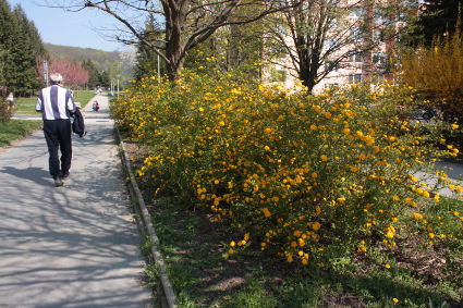 Kerria japonica 'Pleniflora' (double kerria) (alternate view 3)