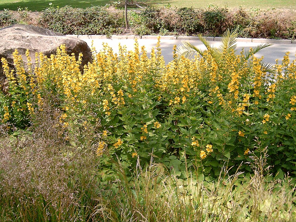 Lysimachia (Loosestrifes) (alternate view 6)