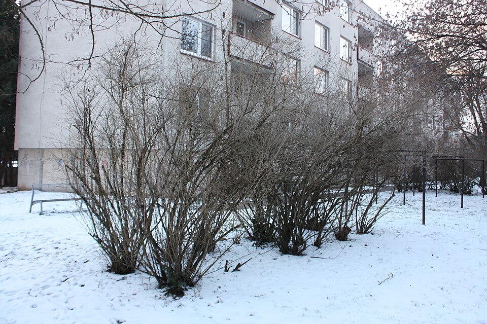 Viburnum (viburnums) (alternate view 4)