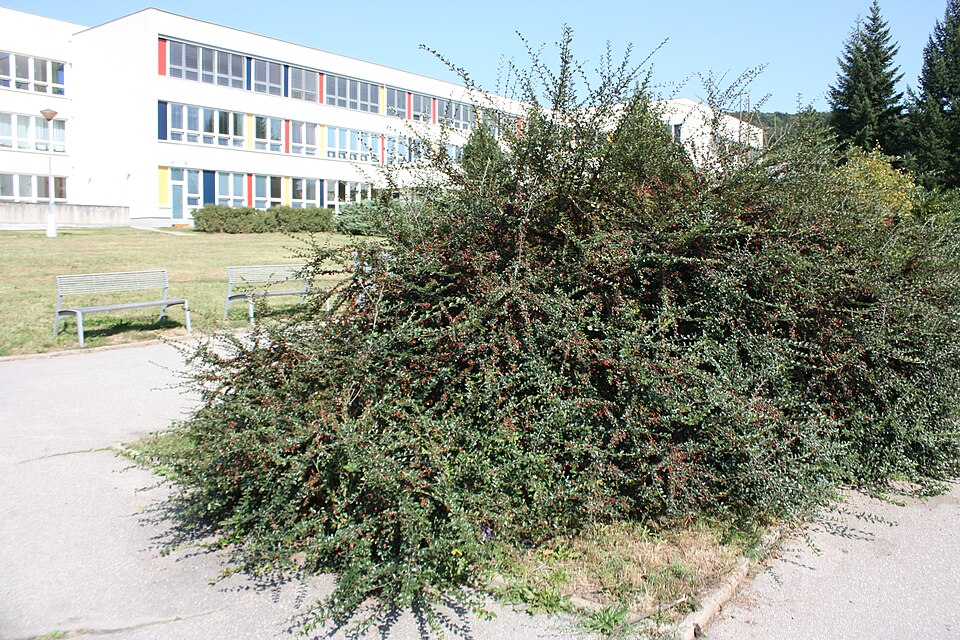 Cotoneaster (Cotoneasters) (alternate view 10)