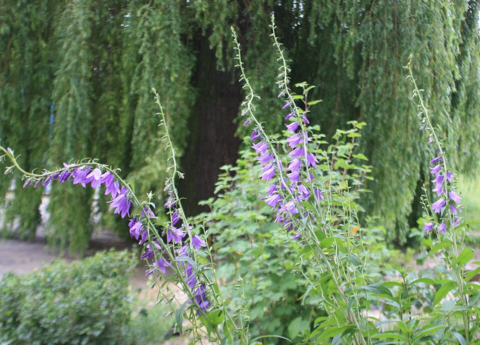 Campanula (bellflowers) (alternate view 7)