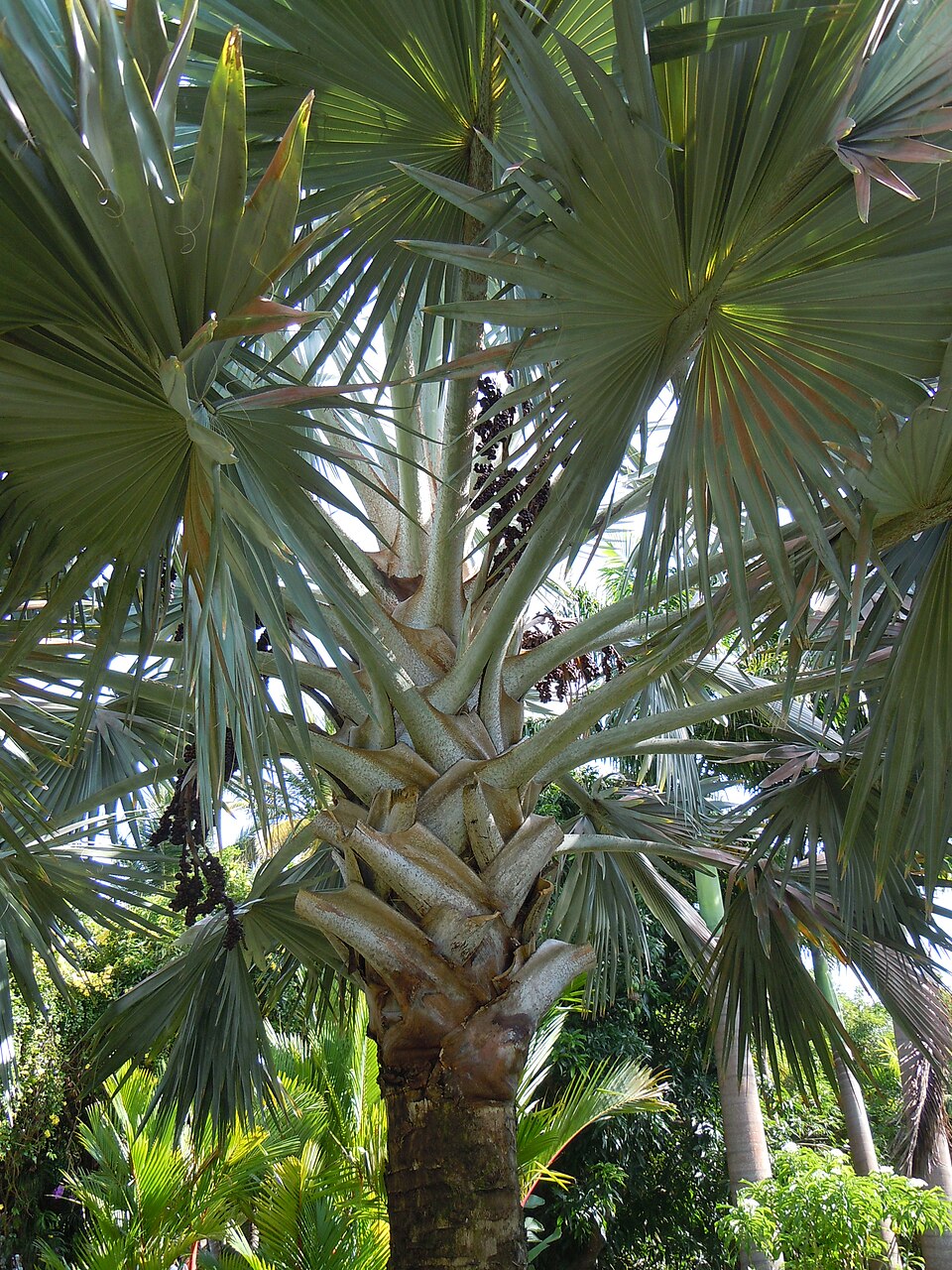 Bismarckia nobilis (Bismarck Palm) (alternate view 5)