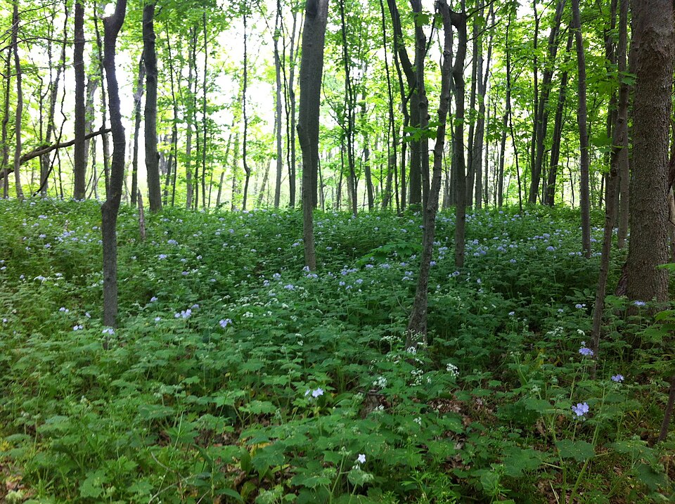 Hydrophyllum appendiculatum (great waterleaf)