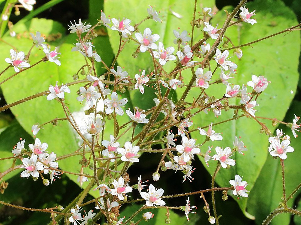 Saxifraga x urbium (London pride) (alternate view 7)
