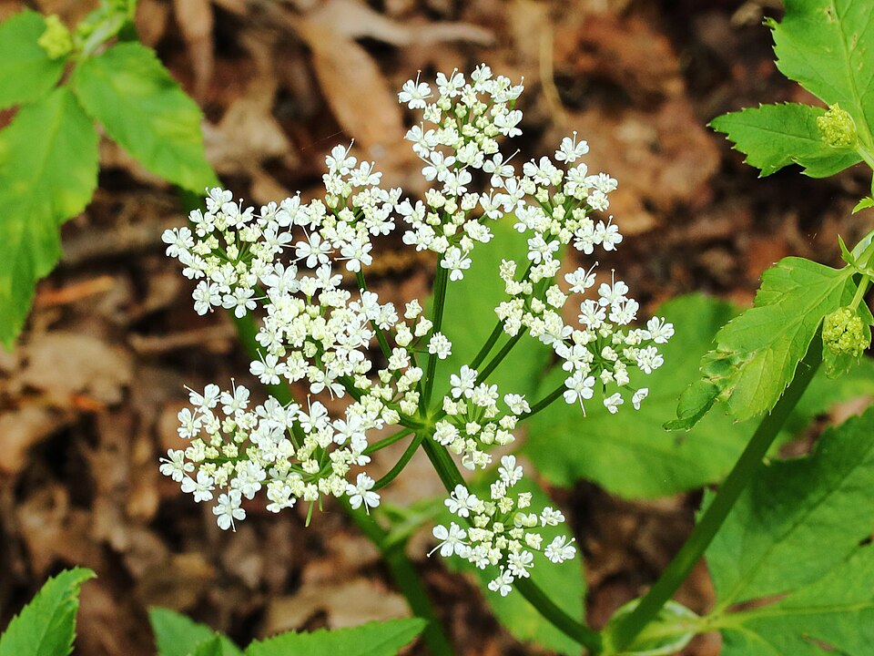 Aegopodium podagraria (Goutweed)
