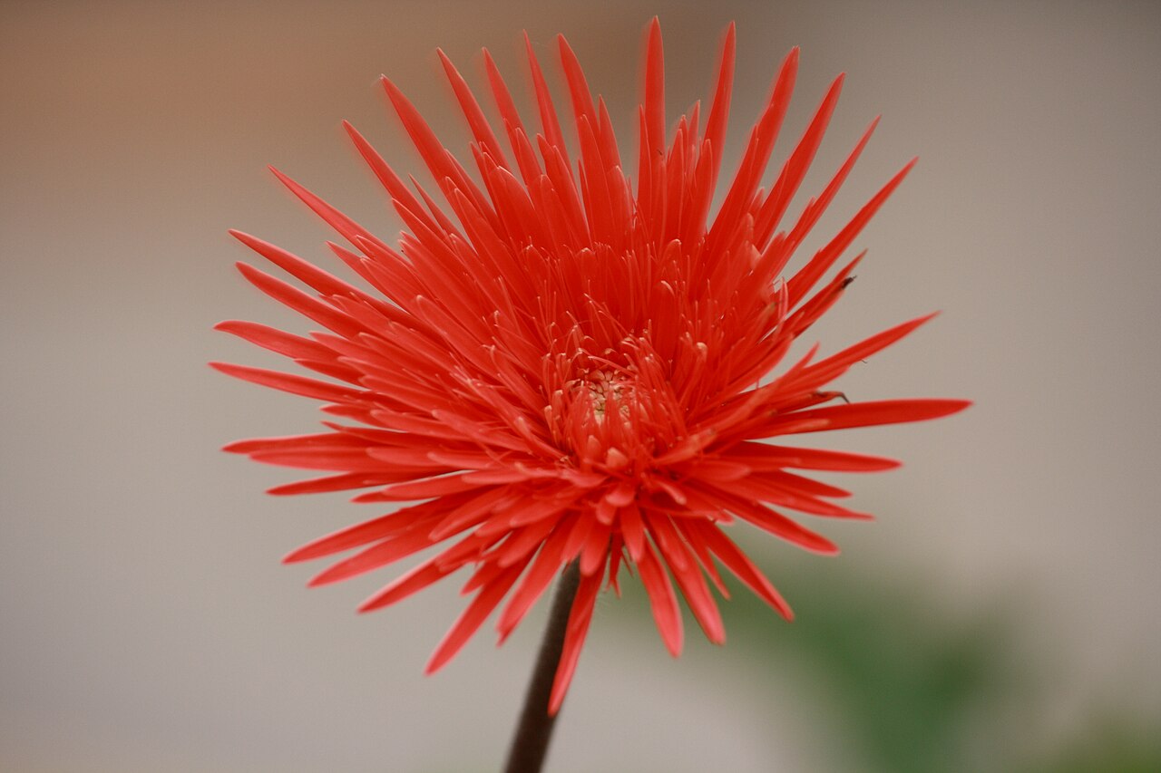 Gerbera jamesonii, Barberton daisy — clumping evergreen (Asteraceae) (image 2 of 10)