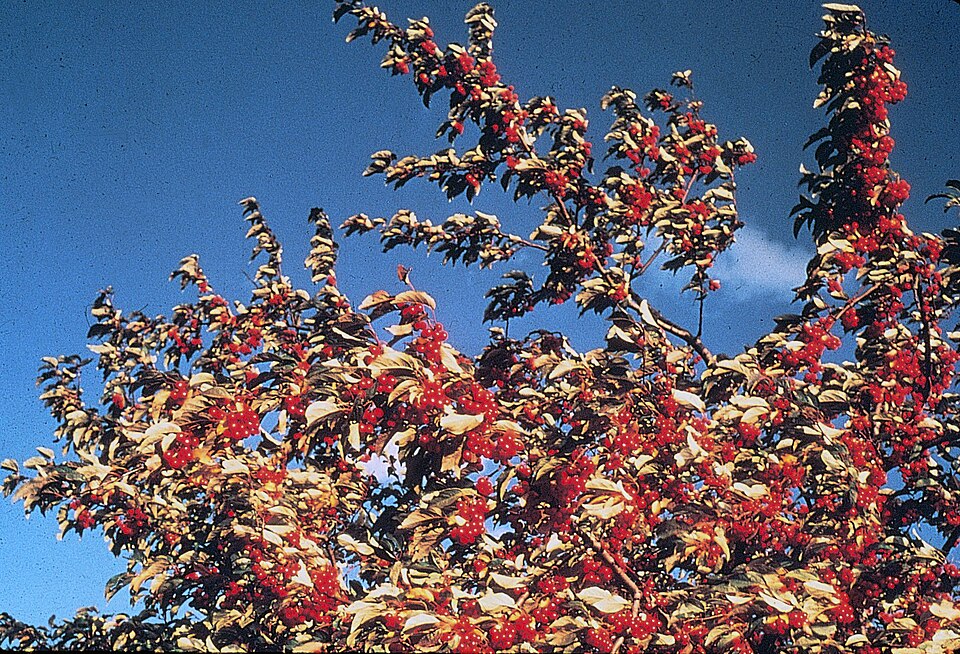 Shepherdia argentea (Silver Buffaloberry) (alternate view 6)