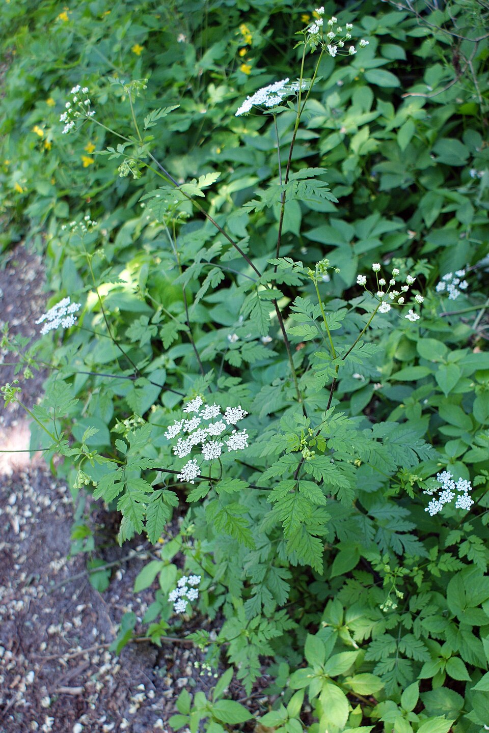 Chaerophyllum temulum (Rough chervil)