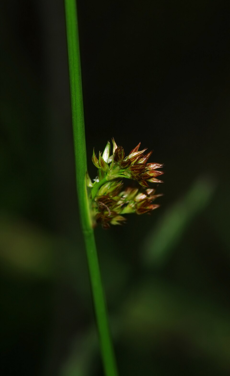 Juncus conglomeratus (Compact Rush)