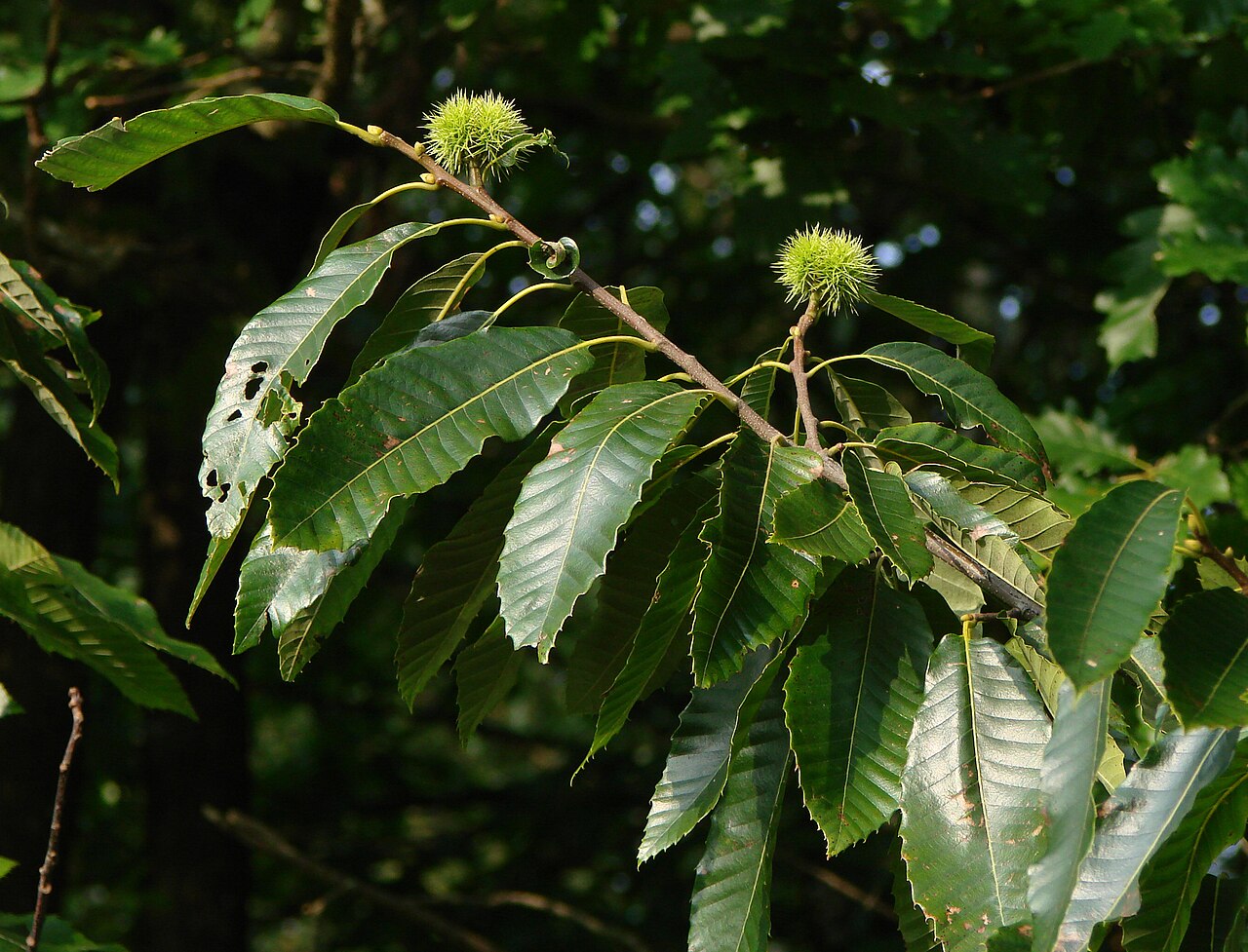 Castanea (chestnut)