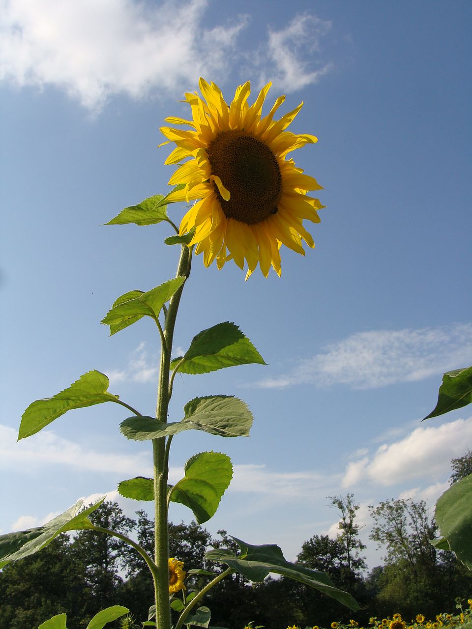 Helianthus annuus (Common Sunflower)