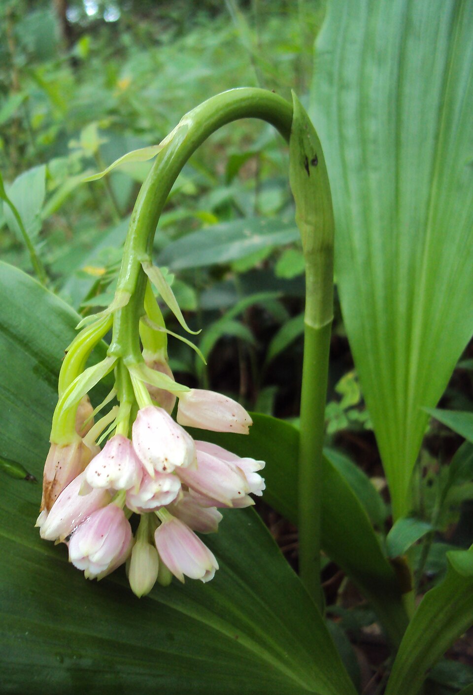 Eulophia picta (Shepherd's Crook Orchid) (alternate view 8)