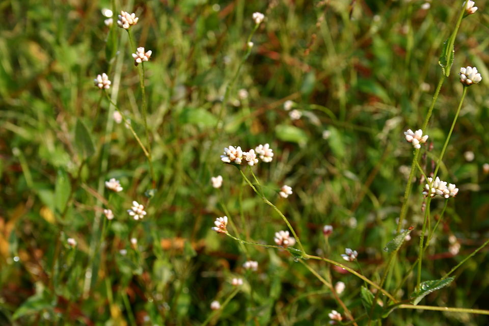 Persicaria sagittata (arrow-leaved tearthumb) (alternate view 6)