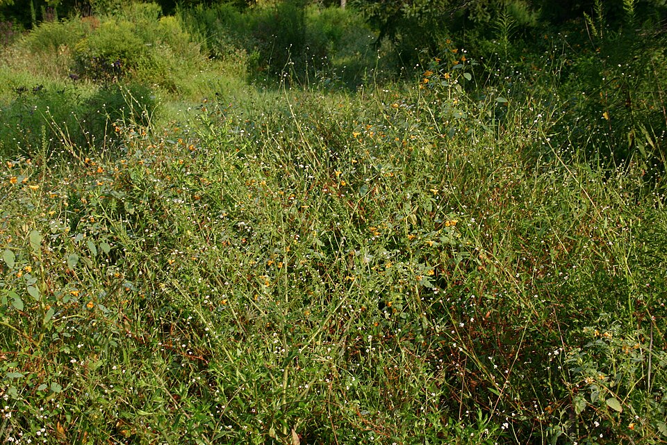 Persicaria sagittata (arrow-leaved tearthumb) (alternate view 7)
