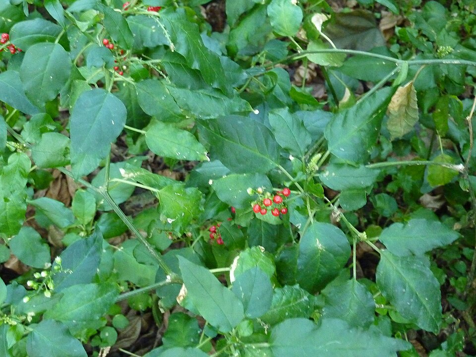 Rivina humilis (pigeonberry)