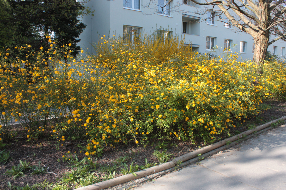 Kerria japonica 'Pleniflora' (double kerria) (alternate view 4)