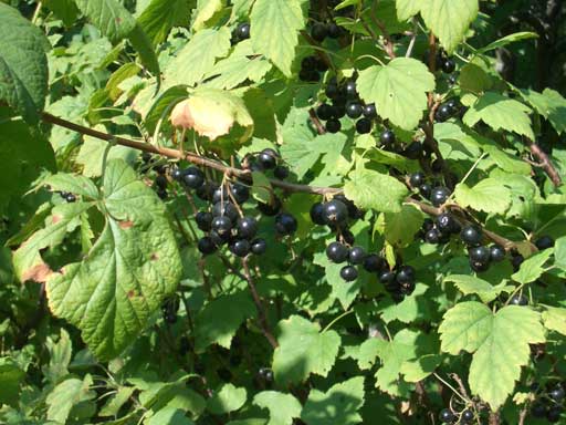 Ribes nigrum (Blackcurrant)