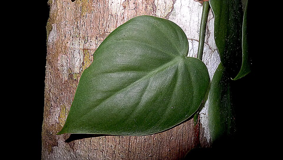 Philodendron hederaceum (Heartleaf Philodendron) (alternate view 6)