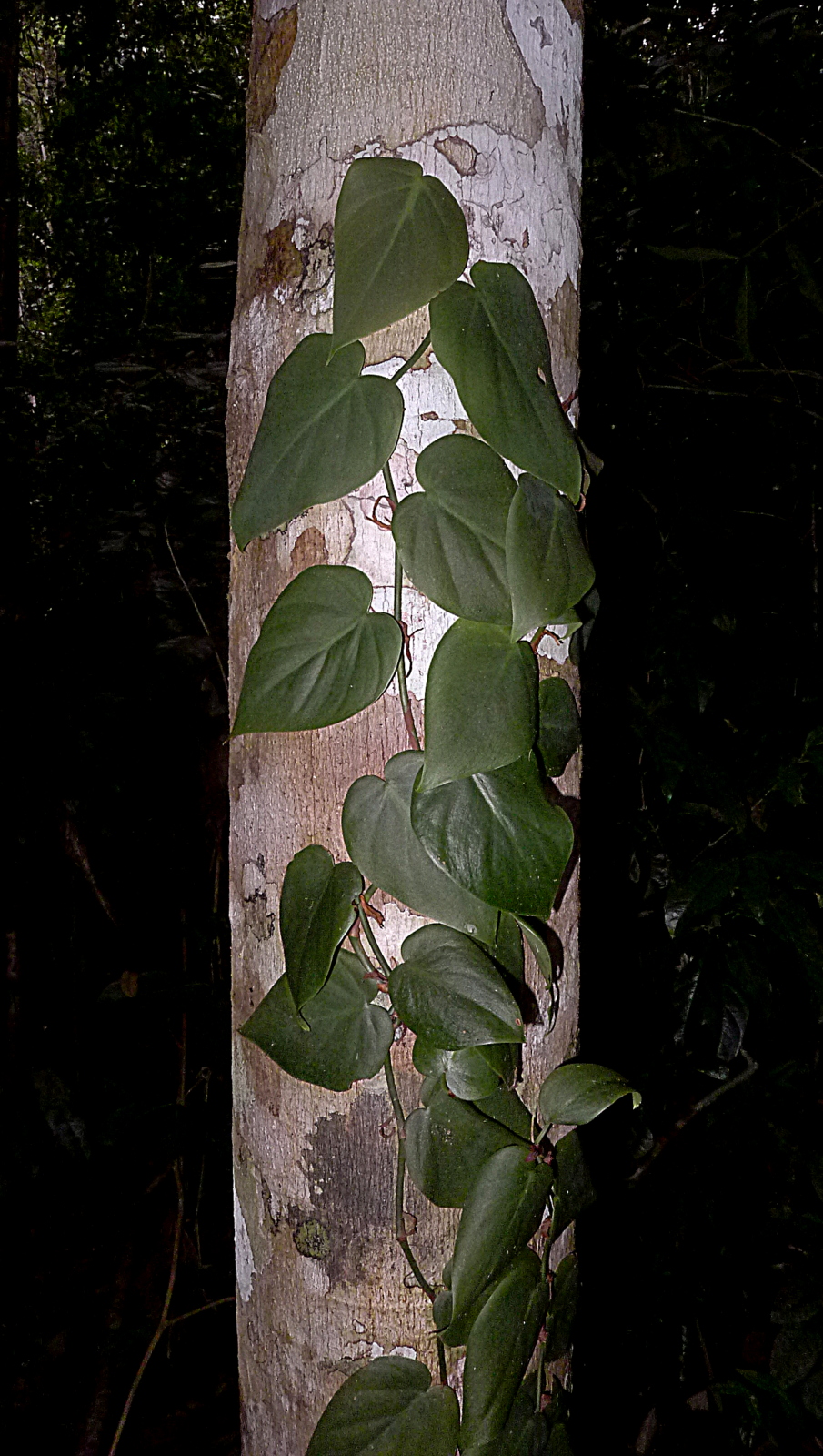 Philodendron hederaceum (Heartleaf Philodendron) (alternate view 7)
