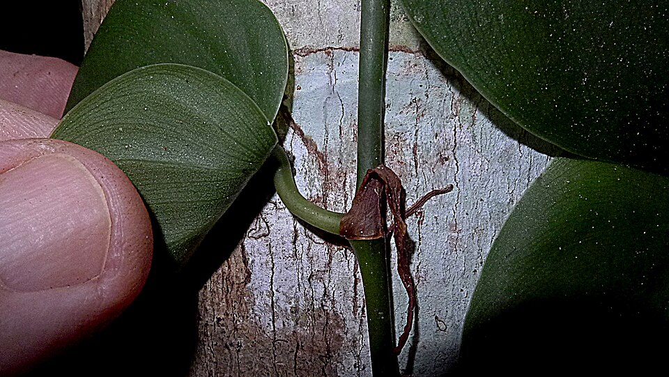 Philodendron hederaceum (Heartleaf Philodendron) (alternate view 8)