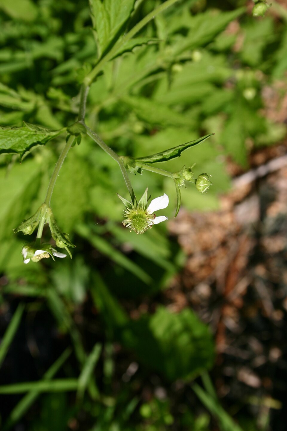 Geum canadense (white avens)