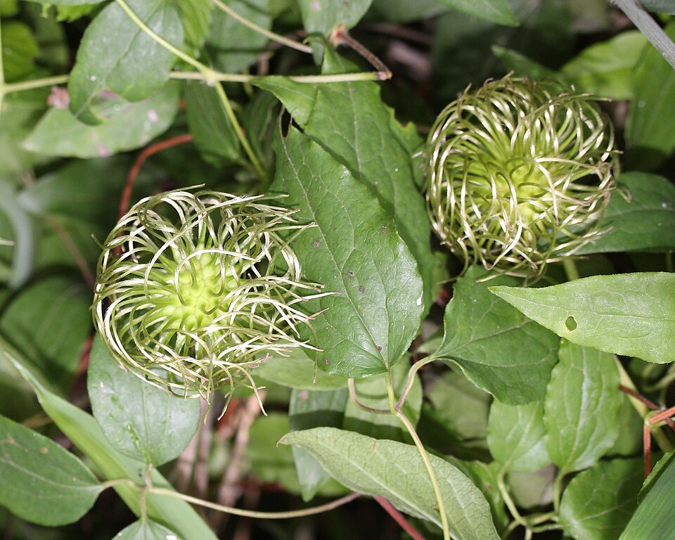 Clematis patens (spreading clematis) (alternate view 10)