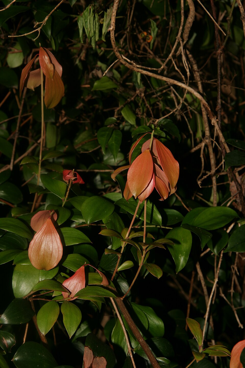 Trochocarpa laurina (Tree Heath) (alternate view 7)